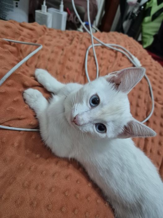 отдам кошку в добрые руки