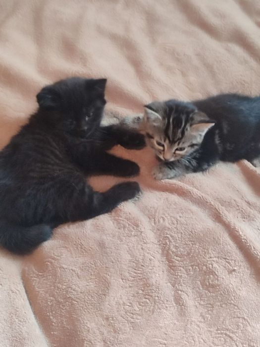 Котята, отдам хорошим людям