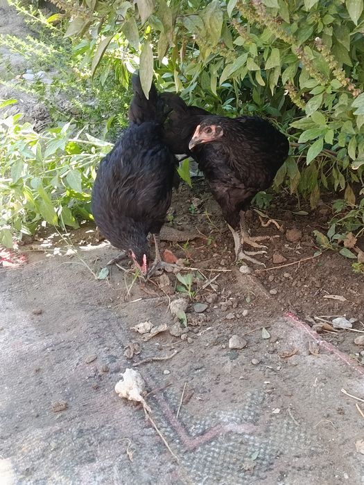 2 ta tovuq sotiladi biri ho'roz bo'lishi ham mumkin