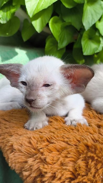 Ориентальные Котята   питомник