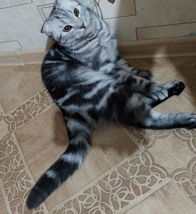 Вязка шотландского вислоухого