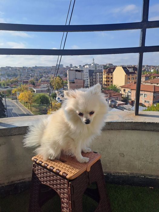 Продавам женски  бял  померан на 3 години