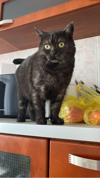 Кошка в добрые руки