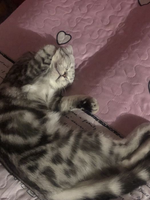 котенок шотландский