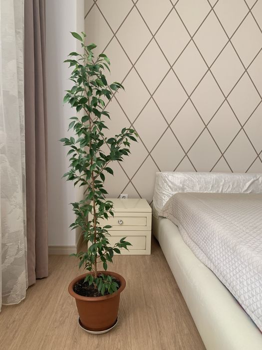 Комнатные цветы ухоженные