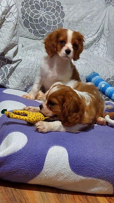 Малки сладки кавалер кинг чарлз шпаньол