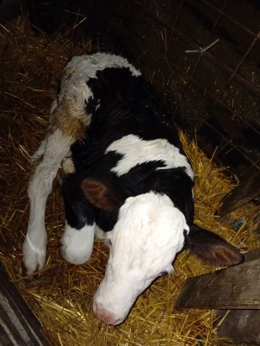 Vând viței de carne