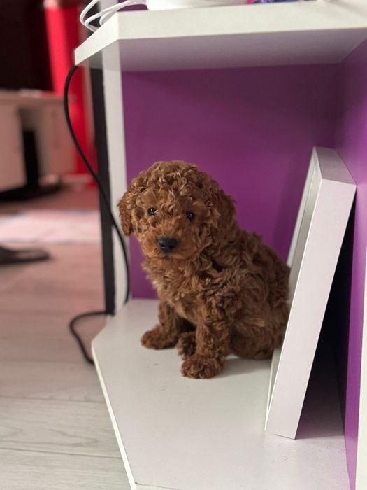 Fetiță pudel cu pedigree caută altă casă