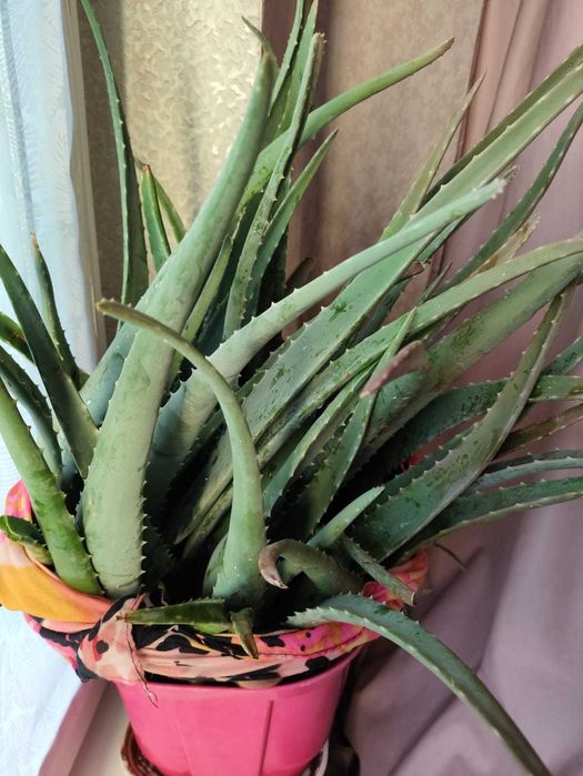 Продаю алоэ старые и молодняк