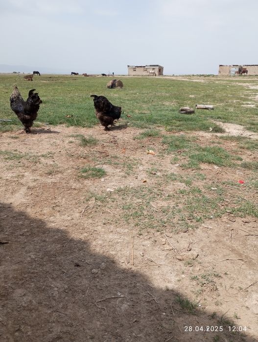 Брам питухи здоровые  молодые