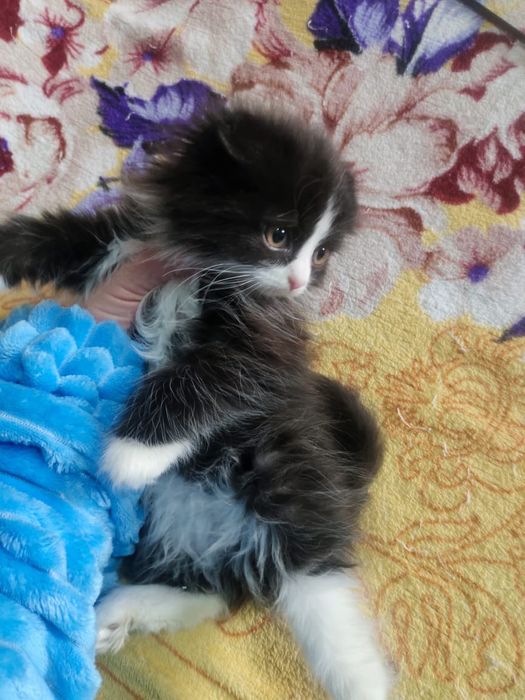 Шотландская вислоухая девочка