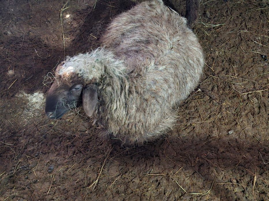 Продаю баранов!!!