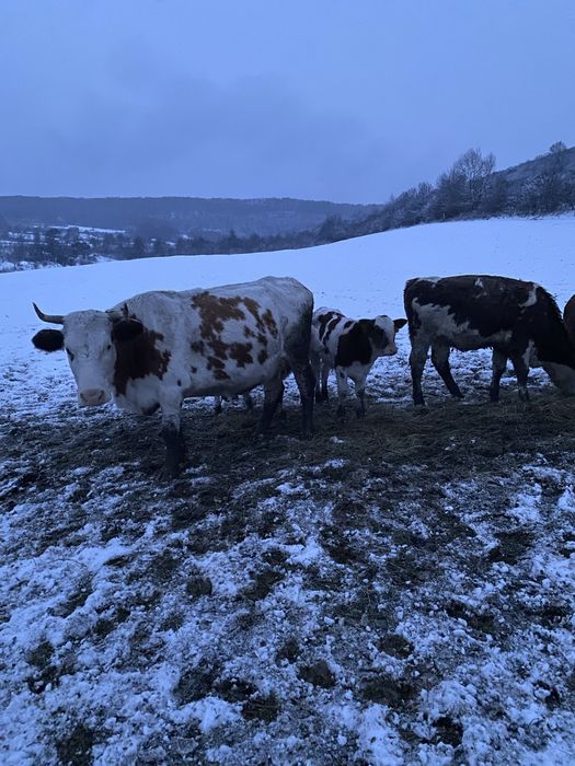 Vaci cu vitei baltate