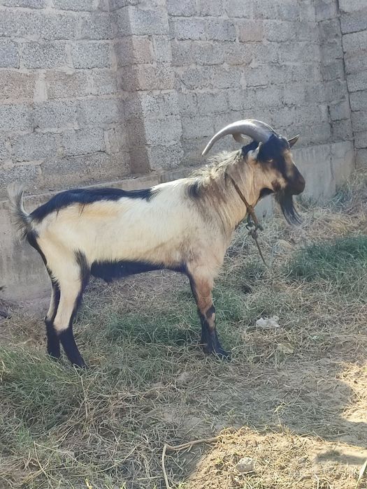 Echkilae sotiladi zotli