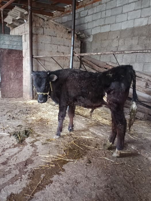 Бузаулар сатылады