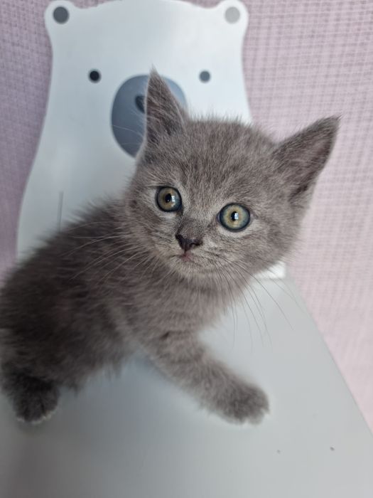 Pui  British Shorthair Blue