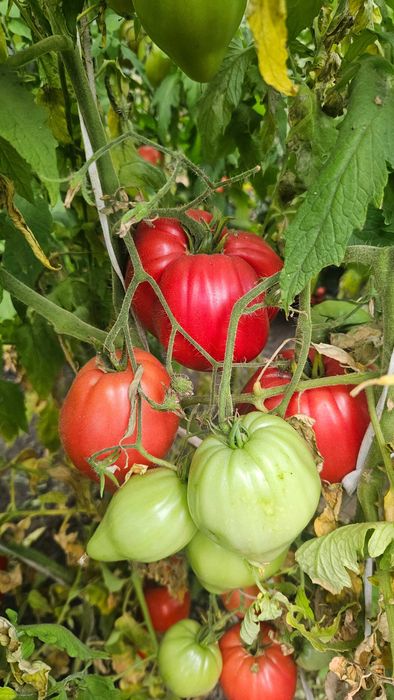 Продам домашние помидоры с куста
