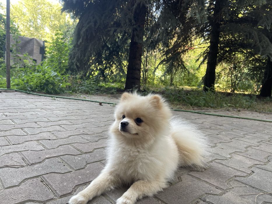 Шпиц ищет невесту. Вязка