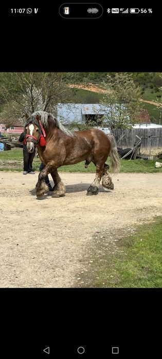 Vând mânz armăsar