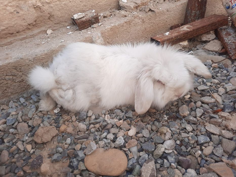 кояндар сатылады