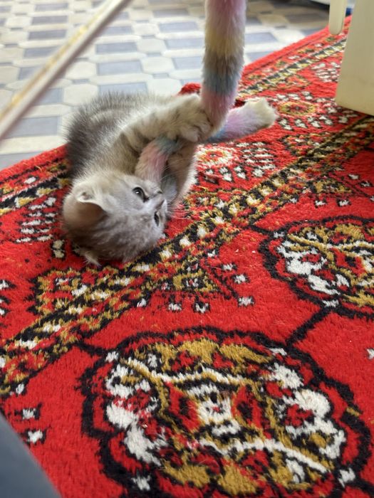 Очаровательный котонек британской шиншиллы, brintanskiy shinshilla