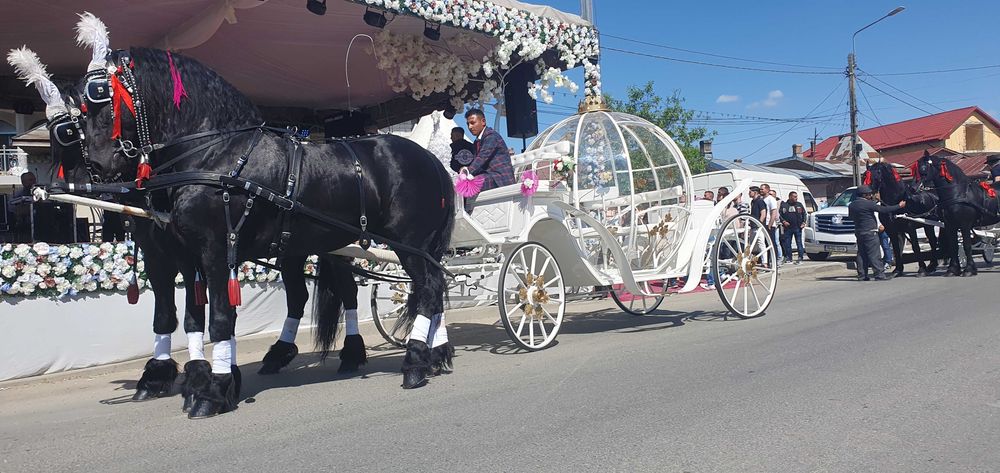 Plimbari cu trasuri si cai