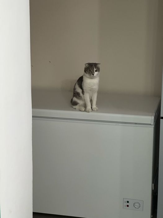 Отдам котят даром