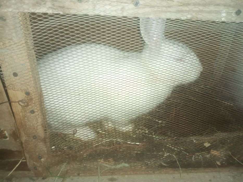 Hikol quyon 8ta urgochi 1 erkak bonus