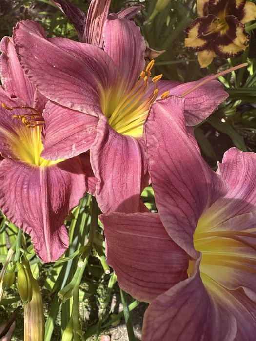 Хемерокалиси