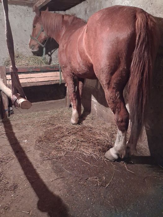 De vânzare cal castrat de 8. 9 ani