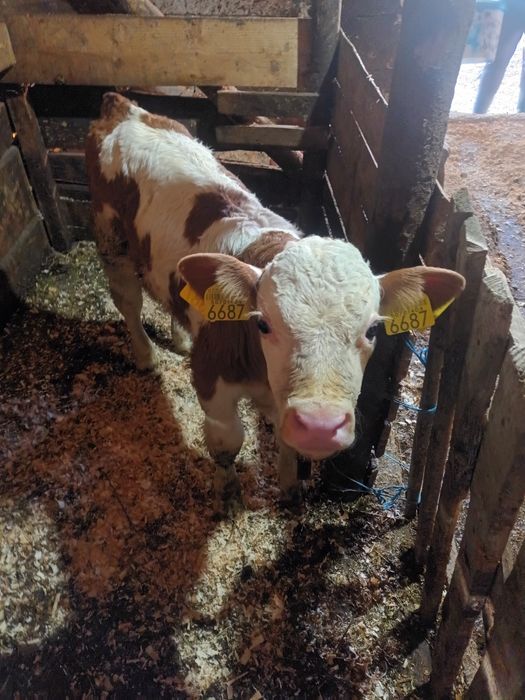 Vițel bălțat de vânzare