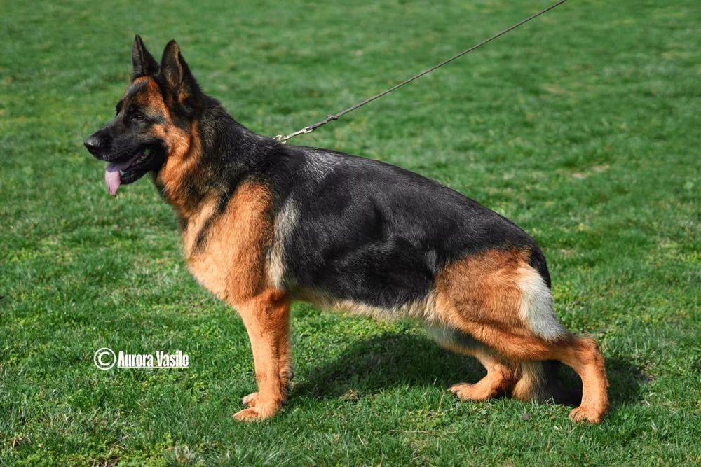 Femela ciobanesc german cu pedigree TOP