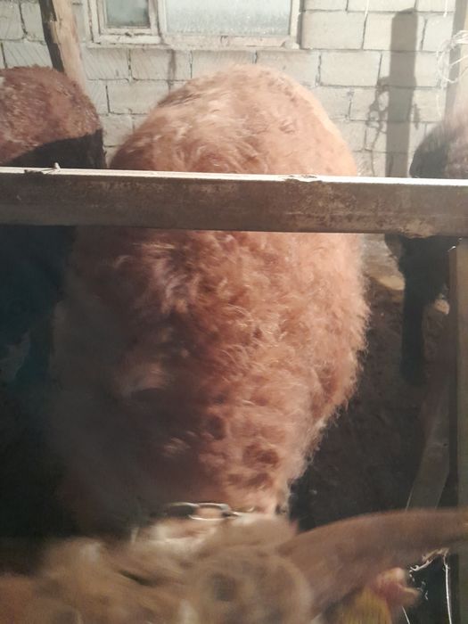 Откорм бұқалар сатылады.