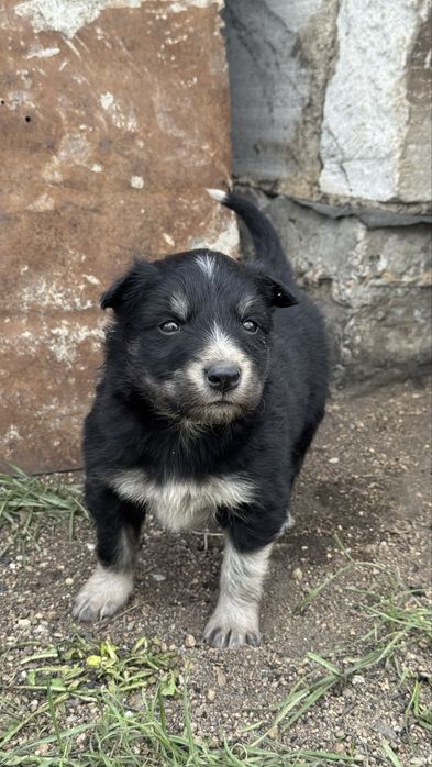 Срочно! Отдам щенят