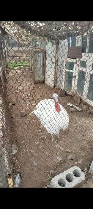 Kurka bor 2 tasi erkak 2 tasi ayol