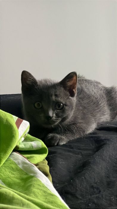 Британский котенок