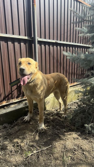 Тобет,қазақы алабай