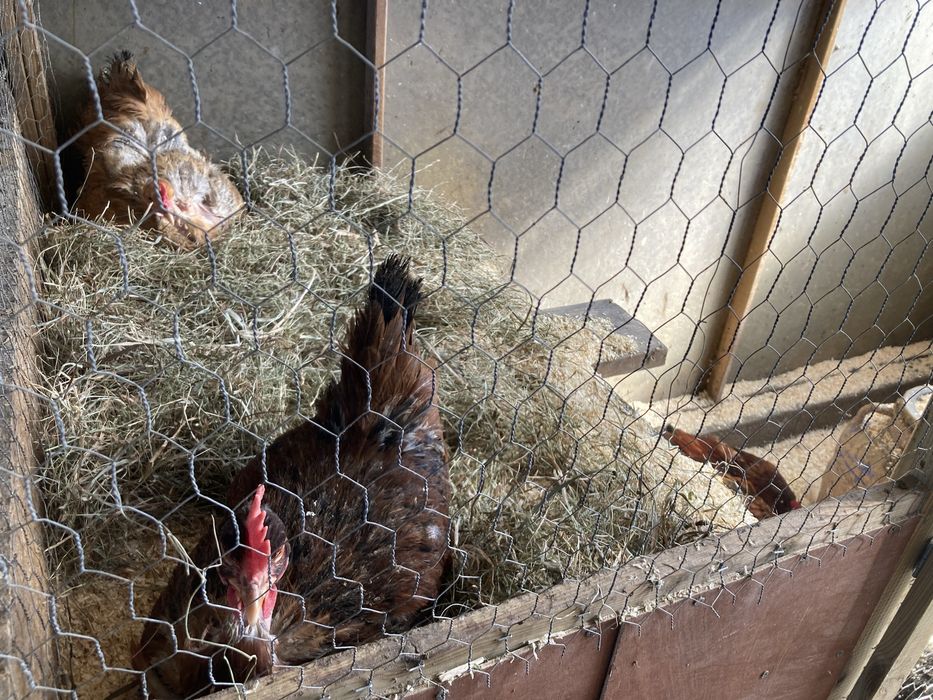 Oua incubat olive egger, australorp, gat golas, rate motate cu polare