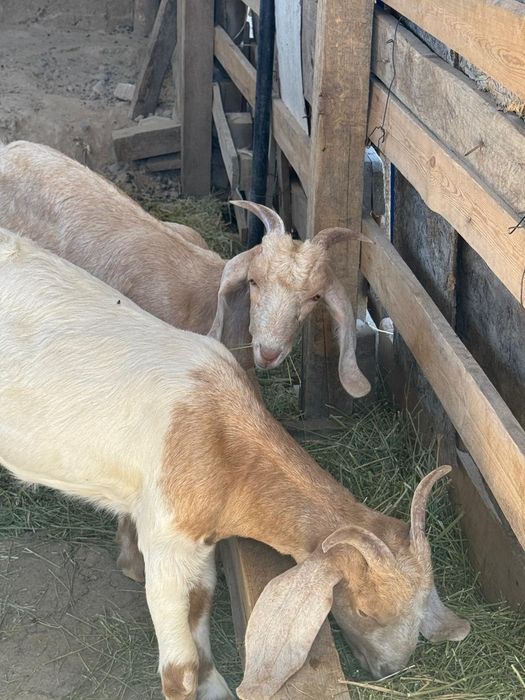 Битал еки ургыщы лактар бар