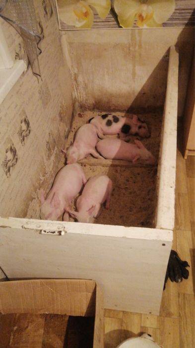 Продам месячных поросят