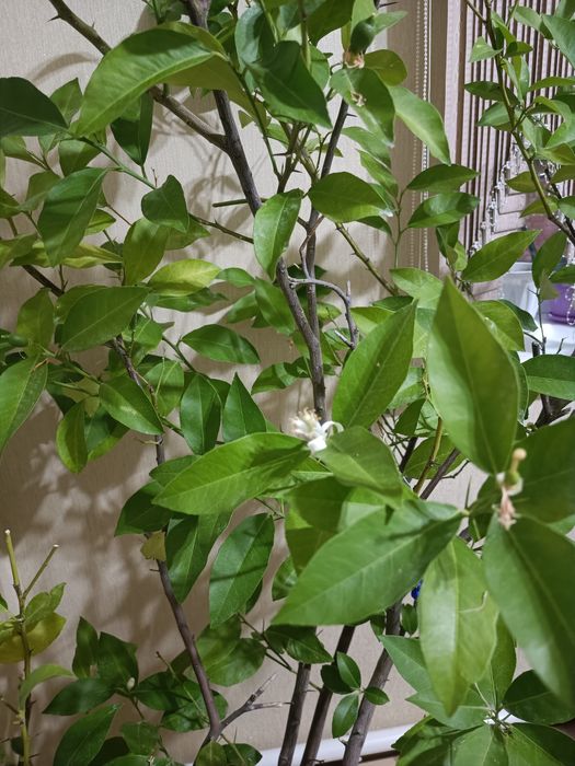 Лимон домашний большой