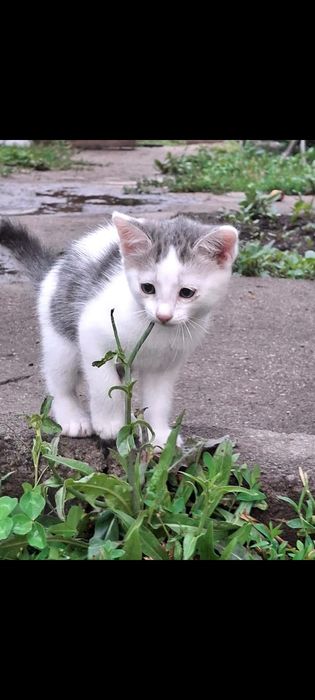 Котята отдам бесплатно