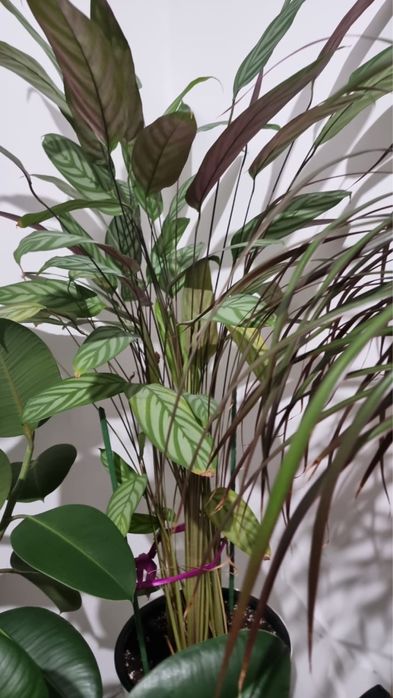 Продам комнатные цветы