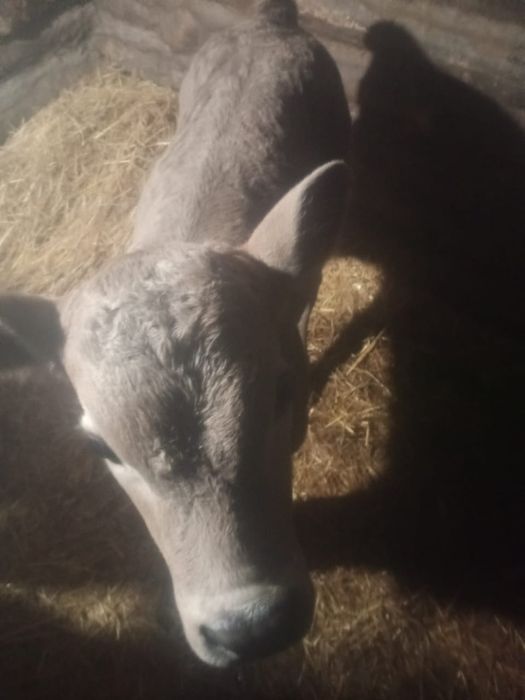 Продам телочку 2.5 недели