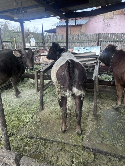 Продаётся тёлка 1 год 2 месяца