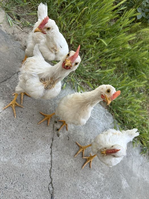 2.5 oylik jojalar sotiladi 4 ta dona