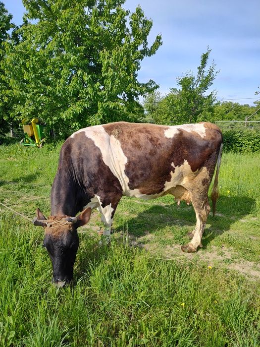 Vaca tânără de lapte