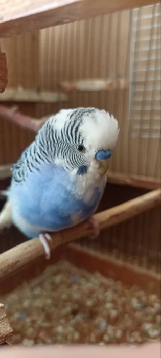 продае́тся волнистый говорящий попугай