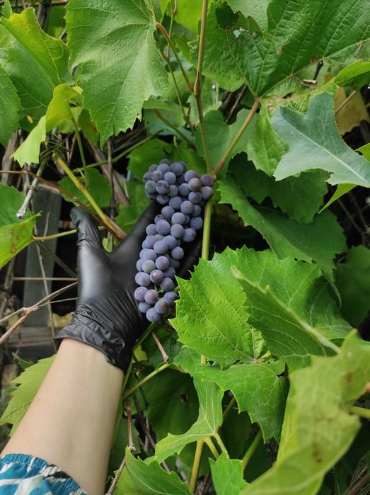 Дача в обществе природа.