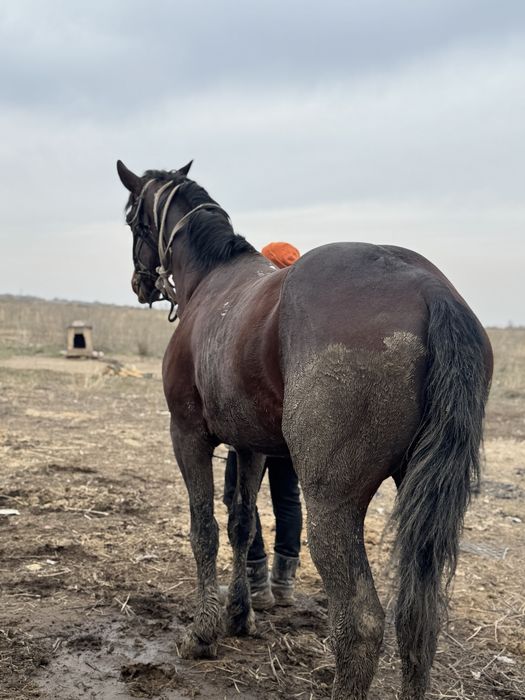 Айғыр,ат,лошадь,жеребець